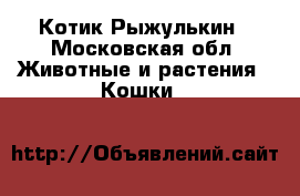 Котик Рыжулькин - Московская обл. Животные и растения » Кошки   
